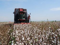 Ceyhan İlçe Tarım Müdürü Demirağ: Çukurova'da Mısır Ve Pamuktan Da Yüksek Verim Aldık