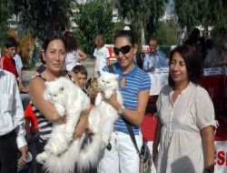 Kediler, Kupa Ve Mama İçin Yarıştı