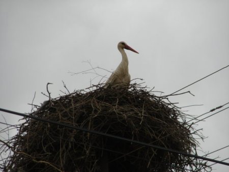 Havalar Isındı Leylekler Gelmeye Başladı!