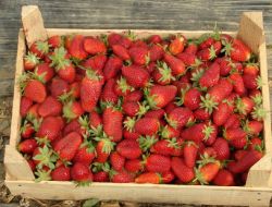 Hasadı Başlayan Çilek, Kalitesine Göre Alıcı Buluyor