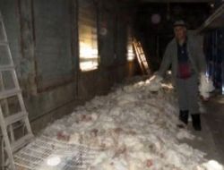 Rusya'da 300 Bin Tavuk Açlıktan Telef Oldu