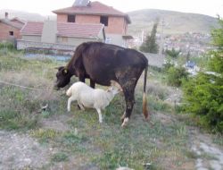 Annesi Ölen Kuzu, İneği Ana Edindi