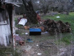 Çalıntı Paraları Zeytin Ağacının Altına Gömerken Yakalandılar