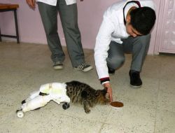 Felç Olan Kedi, Öğrencilerin Geliştirdiği Tekerlekli Protez İle Hayata Tutundu