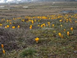 Sarıalan Yaylası'nda Çiğdemler Çiçek Açtı