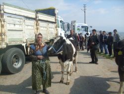 Gördes’te 56 Baş Damızlık Düve Dağıtıldı
