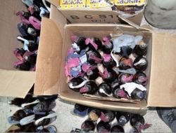 Barış Çadırından 166 Molotof Kokteyli Çıktı