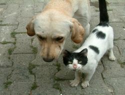 Kedi Ve Köpeklerin Dostluğu Kıskandırıyor