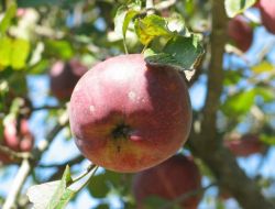 Amasya Elması’nın Her Yıl Meyve Veren Türü Geliştirildi