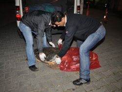 Kıyıya Vuran Kaplumbağanın Zehirli Olduğu İddiası Paniğe Sebep Oldu