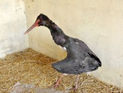 Yaralı Kara Leylek Tedavi Altına Alındı