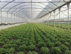 Kadın Çiftçiler İçin Örtü Altı Sebze Yetiştiriciliği Kursu Açılıyor