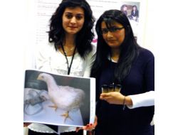 Kayısı, Tavuklara Kilo Aldırıyor