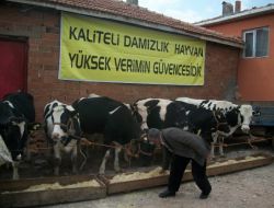 Kırıkkale'de Köylülere Düve Desteği