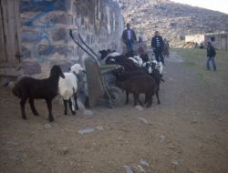 Anneleri Çalındı, Minik Kuzular Aç Kaldı