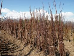 Erzincan Meyve Fidanı İhraç Ediyor