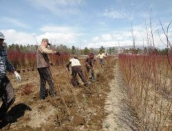 Tarım İl Müdürlüğü: Sertifikalı Fidanı Tercih Edin