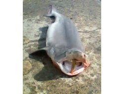 Tekirdağlı Balıkçılar 3 Metrelik Köpek Balığı Yakaladı