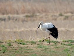 Baharın Müjdecisi Leyleklerin Göçü