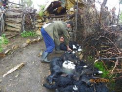 Bozyazı'da Yıldırım 49 Hayvanı Telef Etti