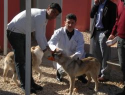 Mardin'de Sokak Köpekleri Aşılanıyor