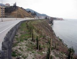 Hava Ve Gürültü Kirliliği Ağaçlarla Önlenecek
