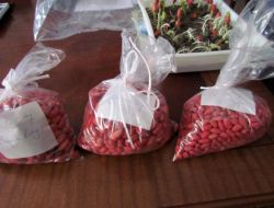 Osmaniye Yerfıstığı Tohumunda Kaliteyi Artırdı