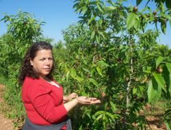Çiftçilere Meyveleri Seyreltin Uyarısı
