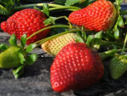 Üniversitenin Yetiştirdiği Çilekler Satışa Çıktı