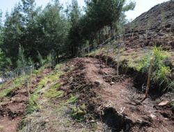 Polisler Ağaç Dikti