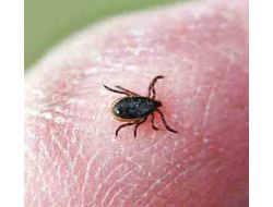 Bu Aylarda Keneye Dikkat Edilmeli!