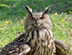 Köylülerin Yaralı Halde Bulduğu Puhu Kuşu, Tedavi Altına Alındı