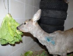 Tabanca İle Vurulan Yavru Karaca Tedavi Altına Alındı