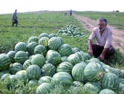 Adana Çiftçiler Birliği: İran Karpuzunun İthalatı Yasaklanmalı