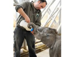 Minik Fil 'İzmir', İki Aylık Oldu