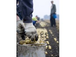 Rusya 514 Ton Patatesi Türkiye’ye Geri Gönderdi