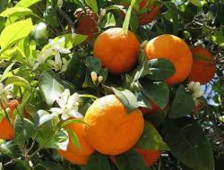 İstanbullular Portakal Çiçeğinin Kokusuna Hayran Kaldı