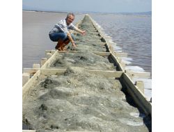 Prof. Dr. Sıkı: Başıboş Köpekler İzmir Kuş Cenneti’nde Katliam Yapıyor