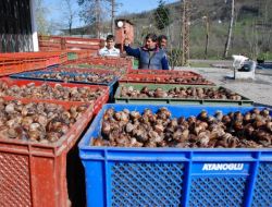 Bir Köy Geçimini Salyangoz’la Sağlıyor