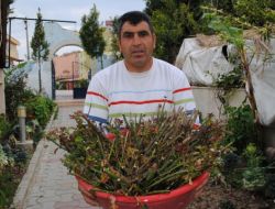 Çanakkale Ruhunu Yaşatmak İçin 250 Bin Gül Fidanı Dikecek