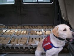 BAŞKALE’DE 121 KİLO TOZ ESRAR