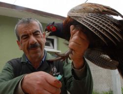Çiftleşme Mevsimi Gelen Kafkas Sülünleri, Güzellik Bakımına Alındı