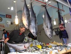 Karadeniz’de Orkinos Balığı Bolluğu Yaşanıyor