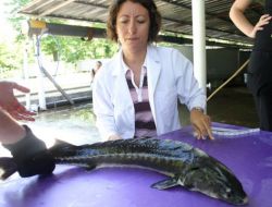 Nesli Azalan 5 Bin Mersin Balığı, Karadenizle Buluşacak