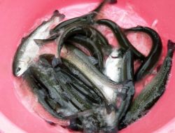 Erzincan’da Su Ürünleri Tesisi Artıyor