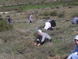 20 Bin Çam Fidanı Doğa İle Buluştu