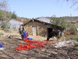Dolunun Vurduğu Domates, İneklere Ziyafet Oldu