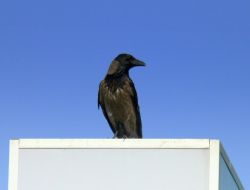 Simetrik Kargalar İlgi Çekiyor