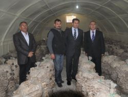 İstiridye Mantarından Yılda Kişi Başı 100 Bin Lira Kazanç Hedefleniyor