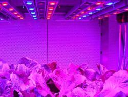 Güneş Işığı Olmadan Sebze Yetiştirmeyi Başardılar